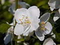 Philadelphus Innocence IMG_4649 Jaśminowiec